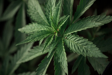 Naklejka na ściany i meble cannabis plant in nature