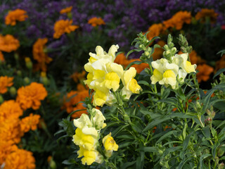 (Antirrhinum majus) Großes Löwenmaul oder Garten-Löwenmaul mit Gelb Blütenfarben, Unterlippe mit gelben Fleck 