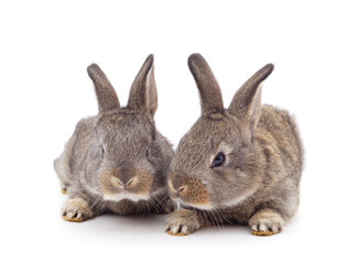 Two little rabbits.