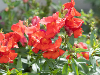 (Antirrhinum majus) Großes Löwenmaul oder Garten-Löwenmaul. Kurz gestielte Blüten, zygomorphe form mit rot Krone. Elliptisch, lanzettlich oder linealisch grün Laublätter