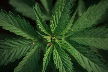 cannabis plant in nature