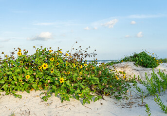 dune daisies