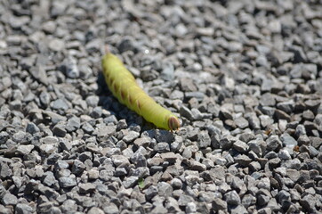 Great Ash Sphinx Moth caterpillar (larva) in Ontario, Canada.