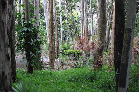  forest