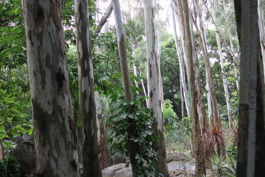 forest in spring