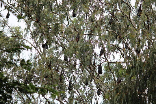 branches of a tree