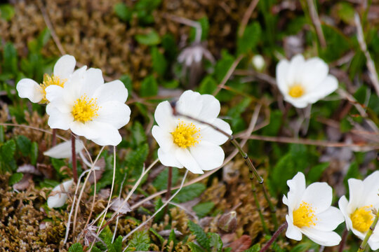 Small white flowers of Dryas tenella in the wild highlands