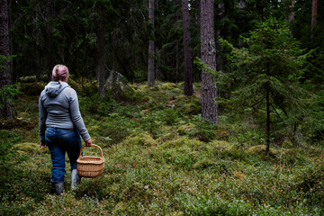 Woman walking with a basket in the forest, looking for lingonberries, blueberries and chanterelle mushrooms to pick and harvest. Photo taken on an autumn day in Sweden.
