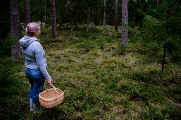 Woman standing with a basket in the forest, looking for lingonberries, blueberries and chanterelle mushrooms to pick and harvest. Photo taken on an autumn day in Sweden.