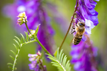 Bee on a purple flower collecting pollen and nectar for the hive