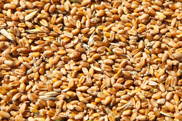 Wheat grains in the form of an agricultural background. 
