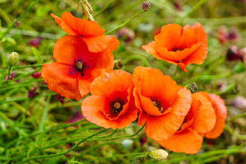 beautiful blooming red poppy flowers in a green meadow