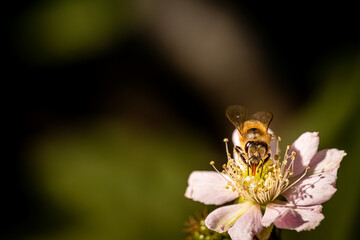 Bee on a white blackberry flower collecting pollen and nectar for the hive