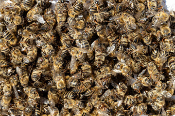 Dead bees covered with dust and mites on an empty honeycomb from a hive in decline, plagued by the Colony collapse disorder and other diseases