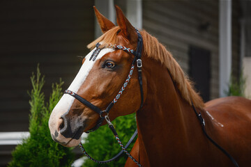 Obraz premium portrait of chestnut trakehner horse in western bridle