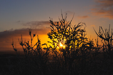 Sunset on a foggy summer evening shines through the foliage of trees, bushes and grass outside the city.