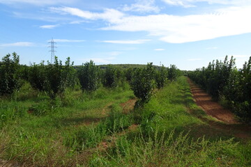 Fototapeta premium Persimmon Fruit Orchard on a Summer's Day