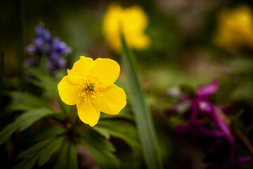 Imperfect yellow flower in a spring meadow