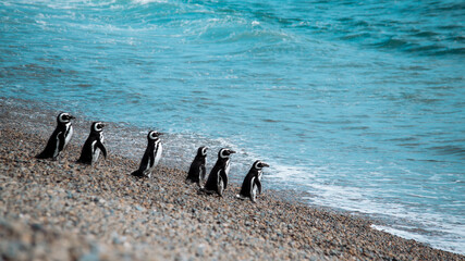 Al agua pingüinos! © Pau Paturzo