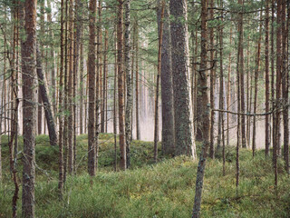 Pine forest with lush vegitation in spring