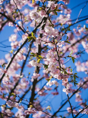 Cherry blossom in spring