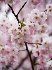 Fototapeta na wymiar Pink cherry blossom in spring