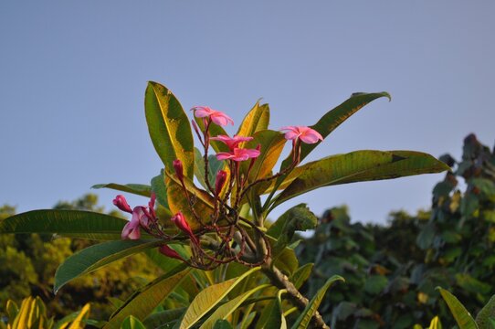 Pink Hawaiian Flowers Macro