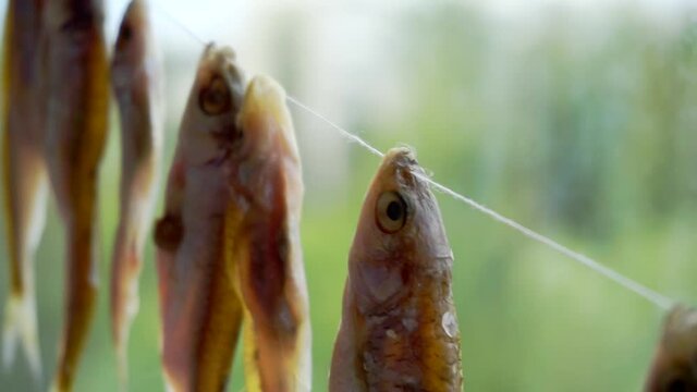 salted river fish dried hanging on a rope.close-up.
