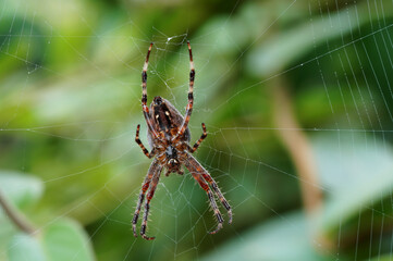 close-up of a female garden spider on a cobweb