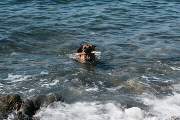 The dog bathes in a clear pond and brings a branch. A red-and-black German shepherd is swimming in the sea and playing with a stick.