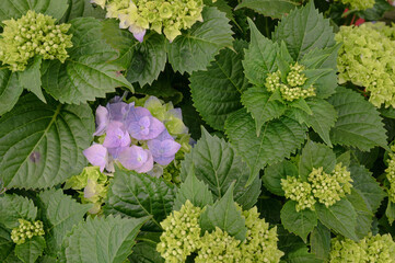 Floral background of violet hydrangea flowers close up.