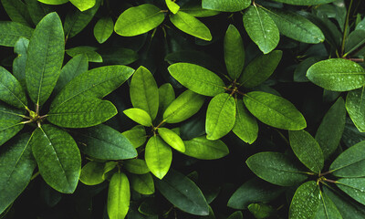 Green tropical exotic leaves on bush in garden as greneery verdant vintage retro floral botanical natural pattern wallpaper background