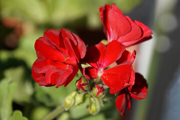 red geranium flowers close up on nature background
