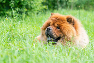 Obraz na płótnie Canvas Chow chow, Chinese breed, lying in the grass.