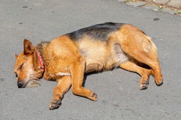 Sunbathing Dog