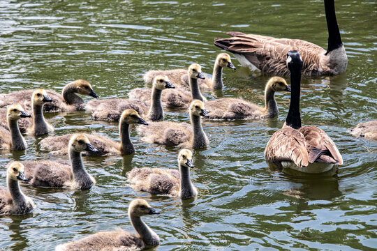 Mother Goose and her gooslings