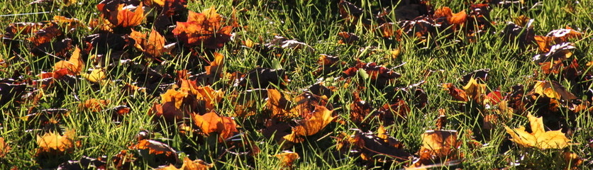 Panoramic lawn texture with orange and brown maple leaves fallen on the green grass in autumn 