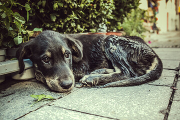 A lonely sad wet street dog on a cold tile.