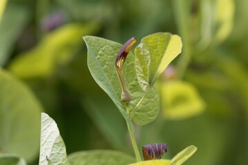 Flower of a round-leaved birthwort, Aristolochia rotunda