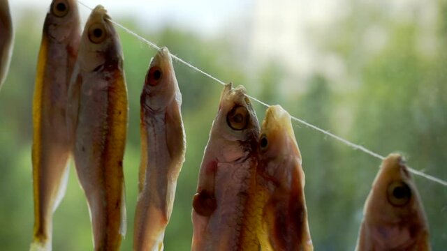 salted river fish dried hanging on a rope.close-up.