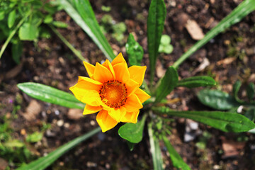 Gazania yellow flower in the garden