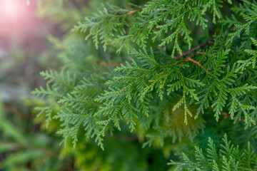 Close up view of beautiful green christmas leaves of Thuja occidentalis tree (also known as white cedar or eastern arborvitae) on green background. Selective  focus. Oriental garden plants theme.