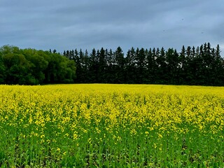 Obraz premium Canola in bloom Edmonton Alberta Canada. yasdur