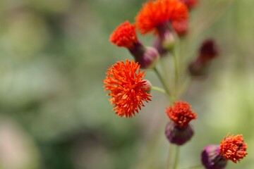 Flower of a Tasselflower, Emilia coccinea