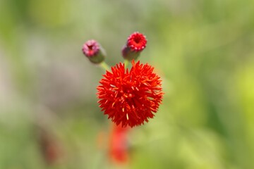 Flower of a Tasselflower, Emilia coccinea