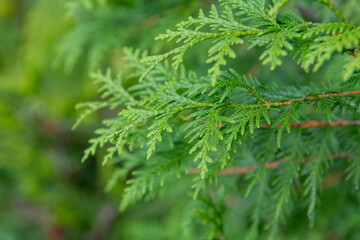 Close up view of beautiful green christmas leaves of Thuja occidentalis tree (also known as white cedar or eastern arborvitae) on green background. Selective  focus. Oriental garden plants theme.
