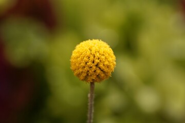 Flower of a billy botton, Craspedia globosa.