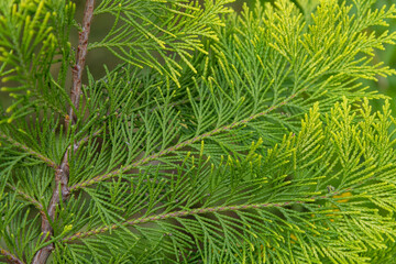 Close up view of beautiful green christmas leaves of Thuja occidentalis tree (also known as white cedar or eastern arborvitae) on green background. Selective  focus. Oriental garden plants theme.
