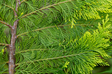 Fototapeta premium Close up view of beautiful green christmas leaves of Thuja occidentalis tree (also known as white cedar or eastern arborvitae) on green background. Selective focus. Oriental garden plants theme.
