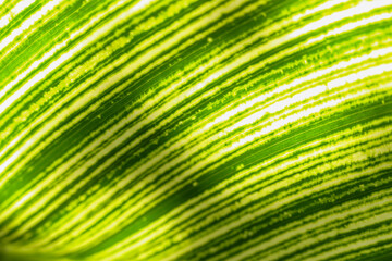 close up of green leaf